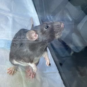 Meet your Posher, Hanna